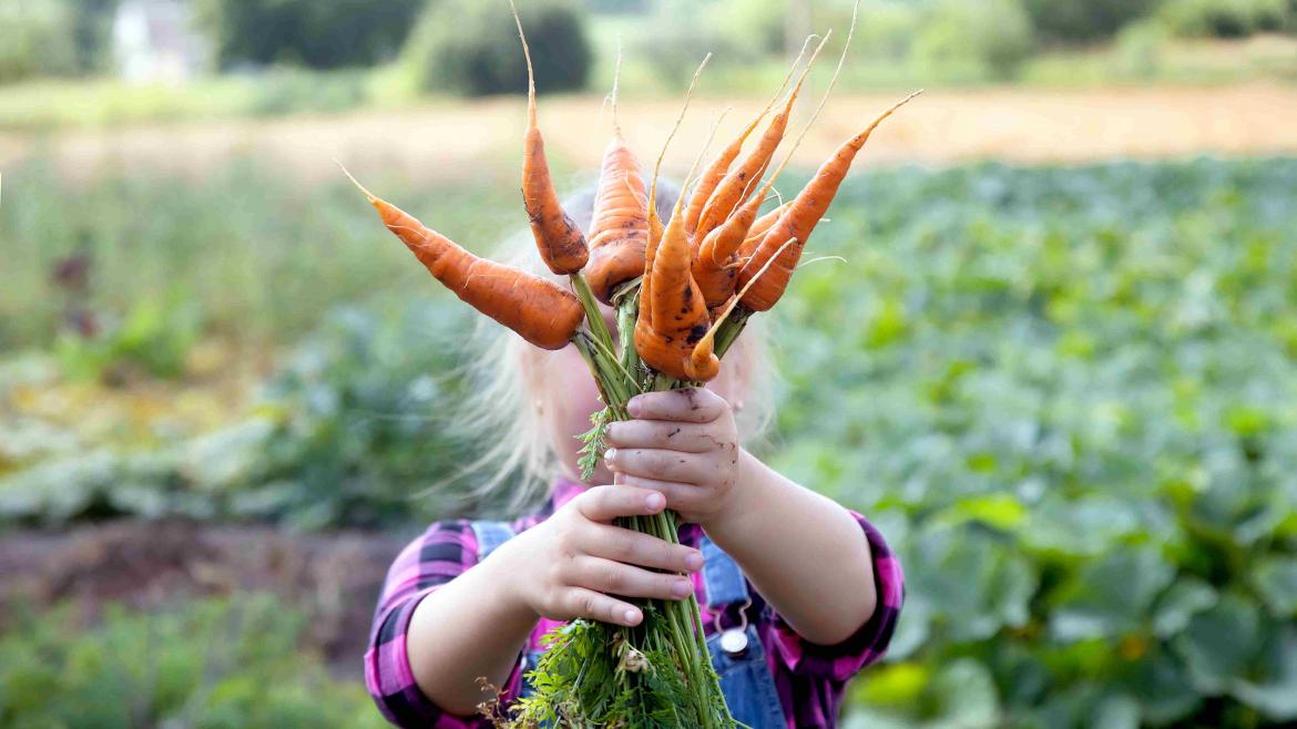 Kind mit Bundmöhren in der Hand auf einem Feld