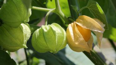 Physalis am Strauch