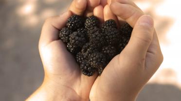 Brombeeren in der Hand, Hand als Herz geformt