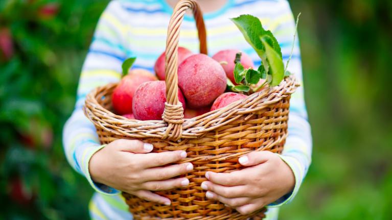 Kind hält Weidekorb mit roten Äpfeln