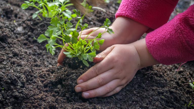 Kinderhände pflanzen Petersilie in ein Beet