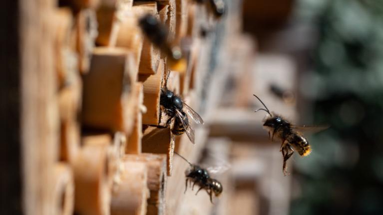 Bienen fliegen zu ihrem Stock