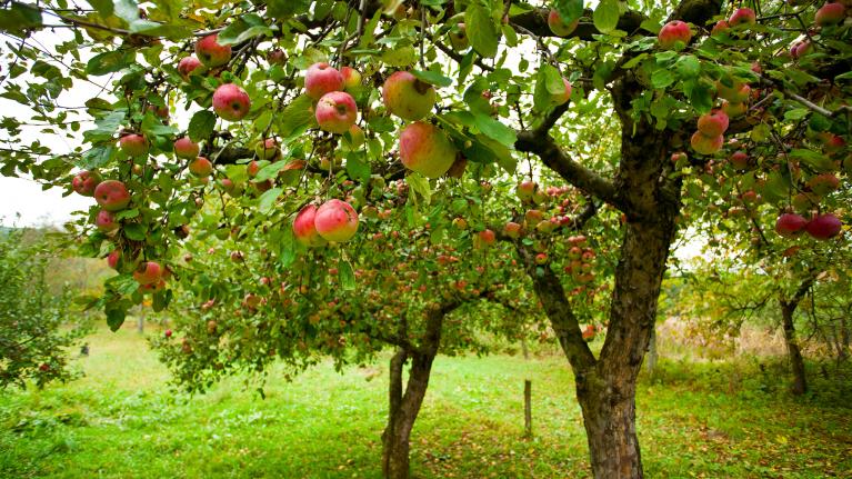 Apfelbäume auf grüner Wiese