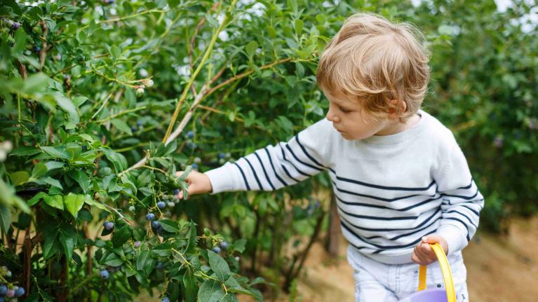 Kindpflückt Heidelbeeren vom Strauch