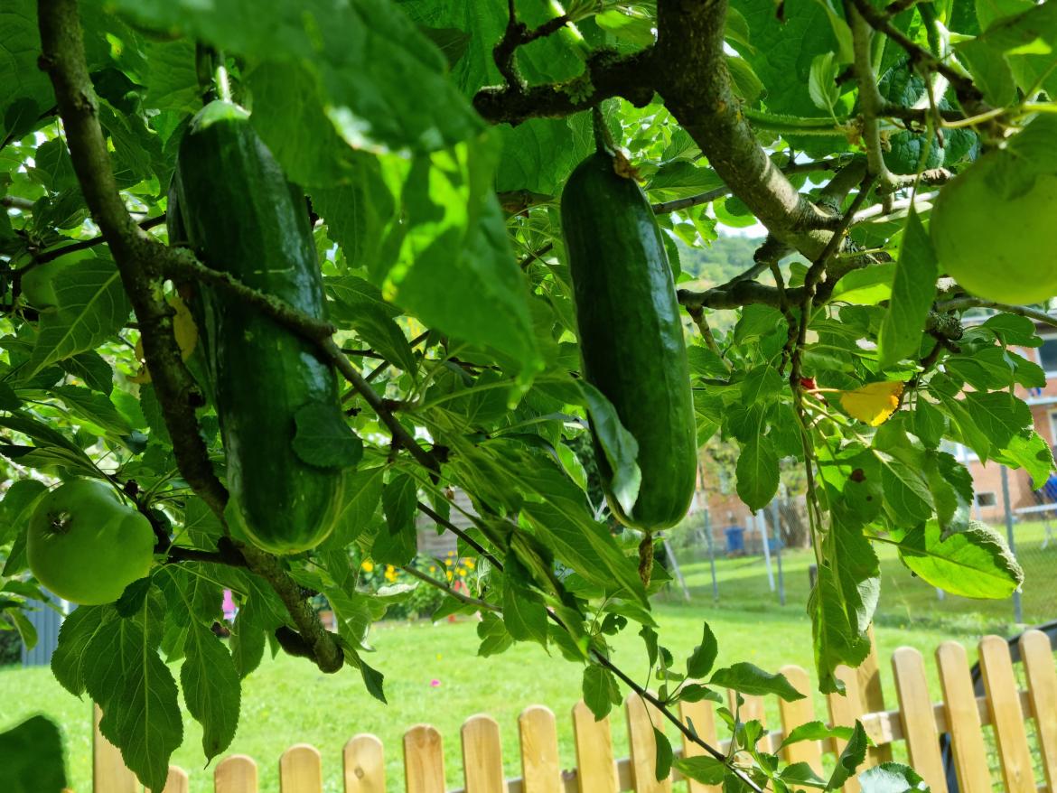 Gurken wachsen in den Apfelbaum