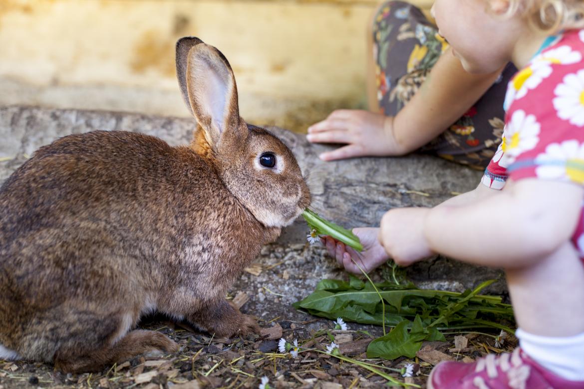 Kinder füttern ein Kanninchen mit Löwenzahn