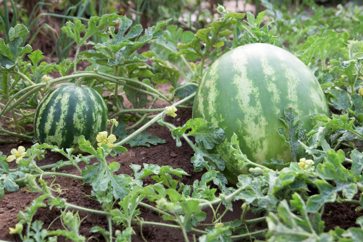 Zwei Wassermelonen auf dem Feld mit Ranken