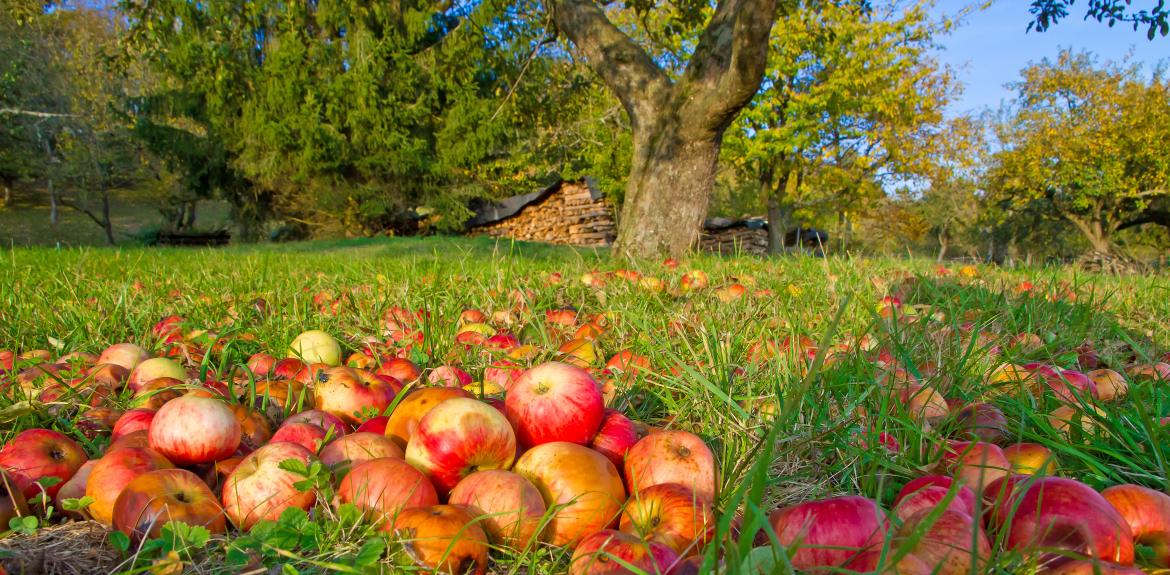 Äpfel auf Wiese