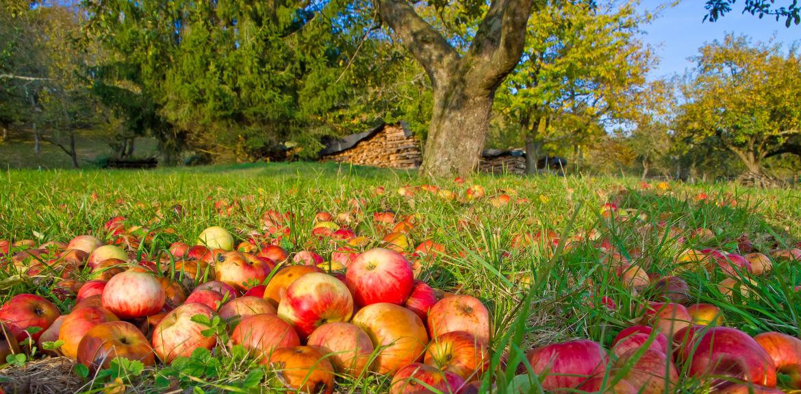 Äpfel auf Wiese