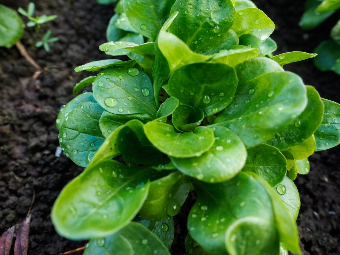 Feldsalat auf Feld