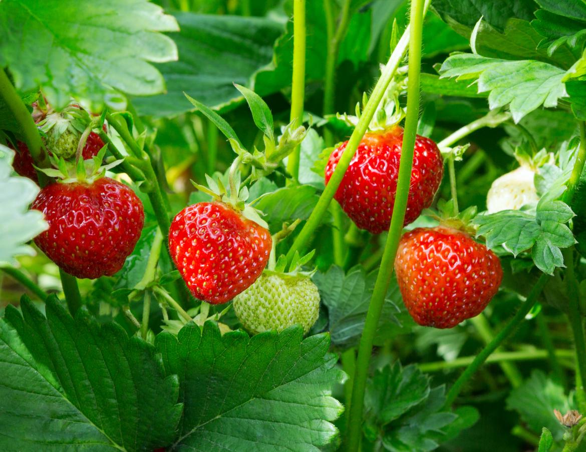 Erdbeeren