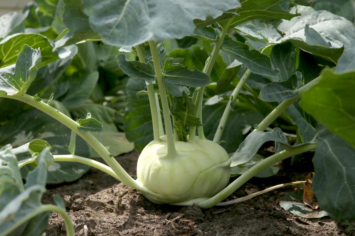 Kohlrabi-Salat