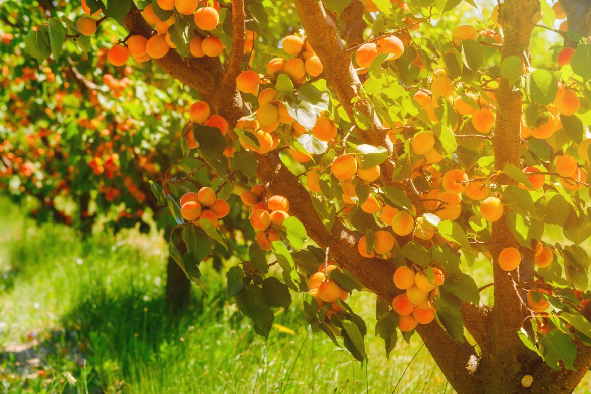Aprikosen am Baum