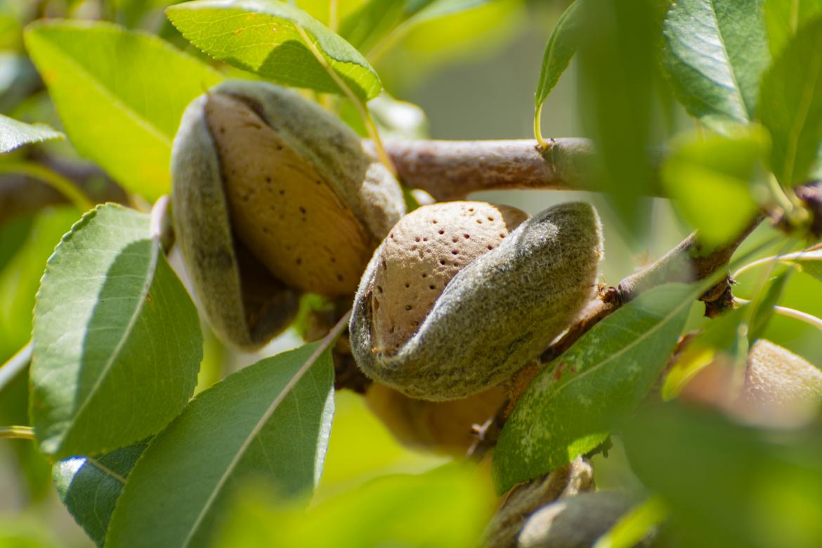 Mandel am Baum