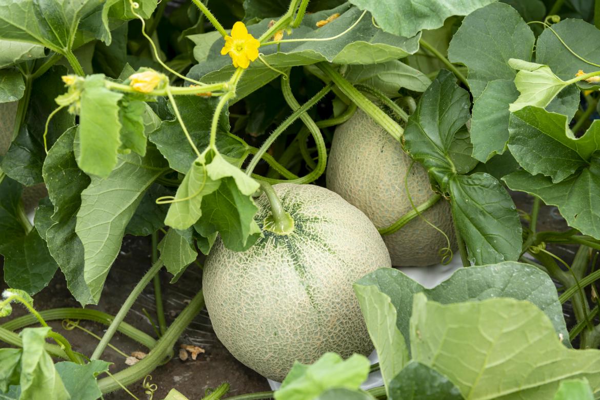 Melone auf dem Feld