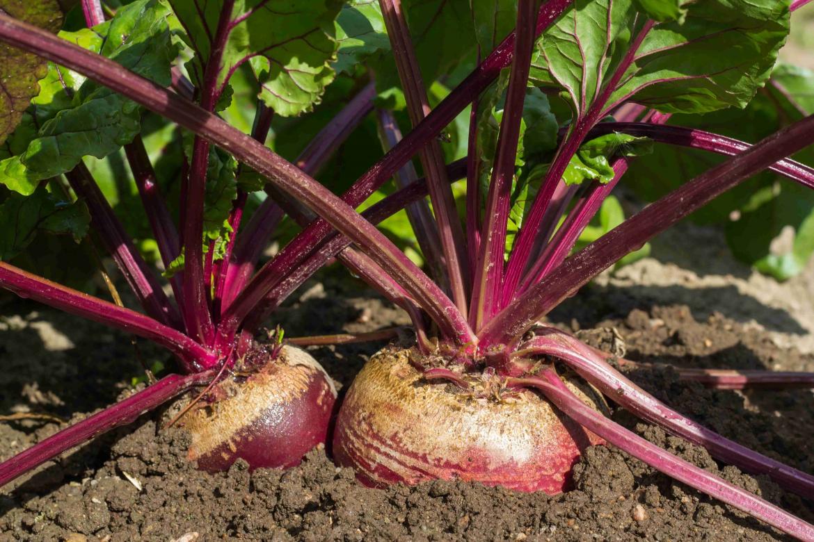 Rote Bete, die aus der Erde wächst