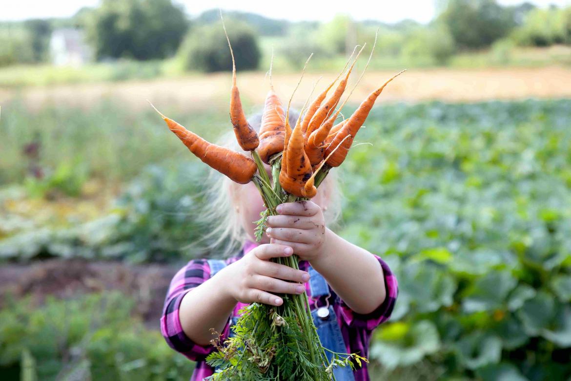 Kind mit Bundmöhren in der Hand auf einem Feld
