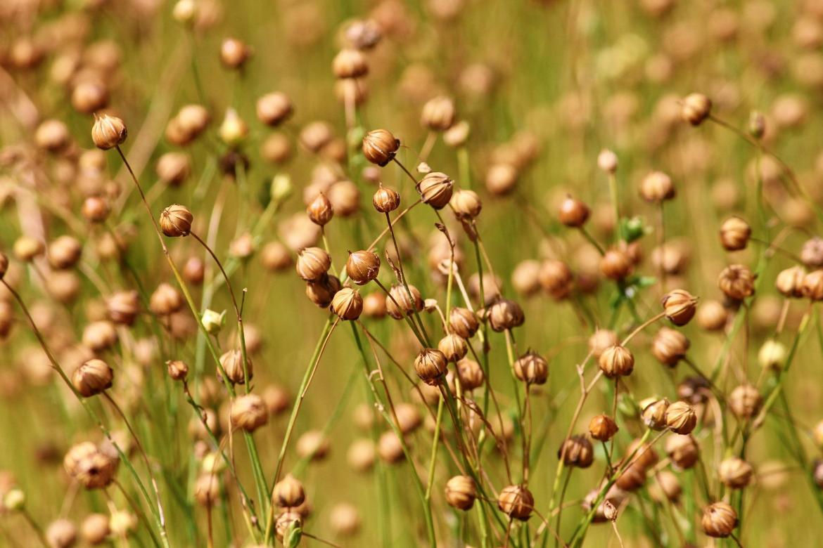 Flachsknospen auf der Wiese