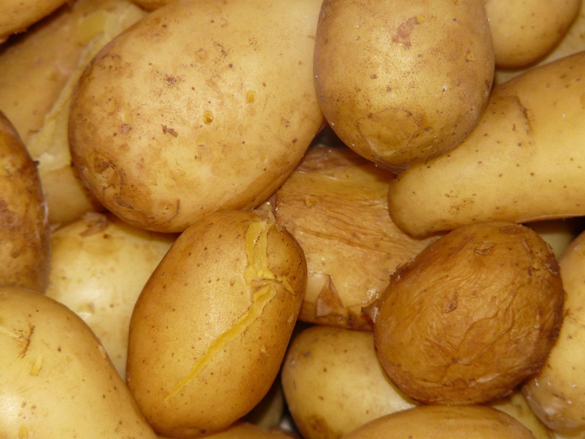 Kartoffelbrötchen