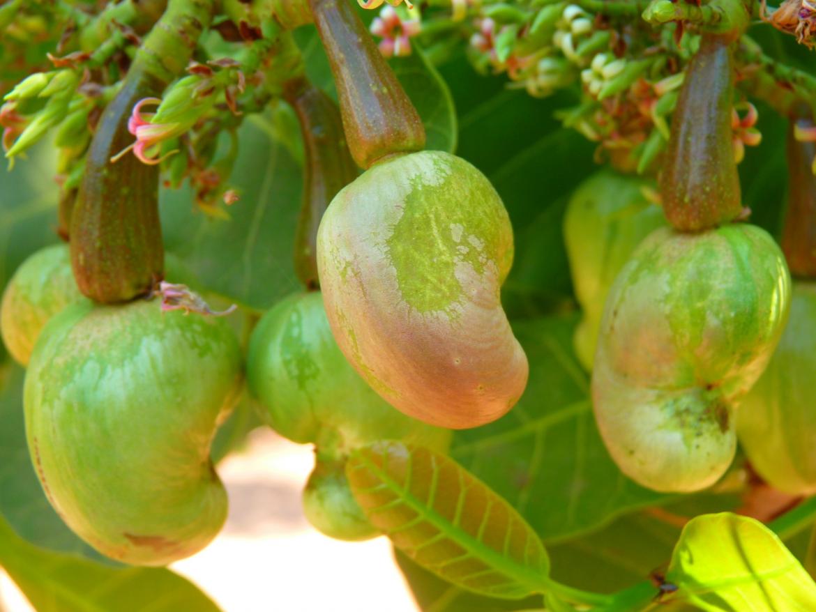 Cashewkerne am Baum