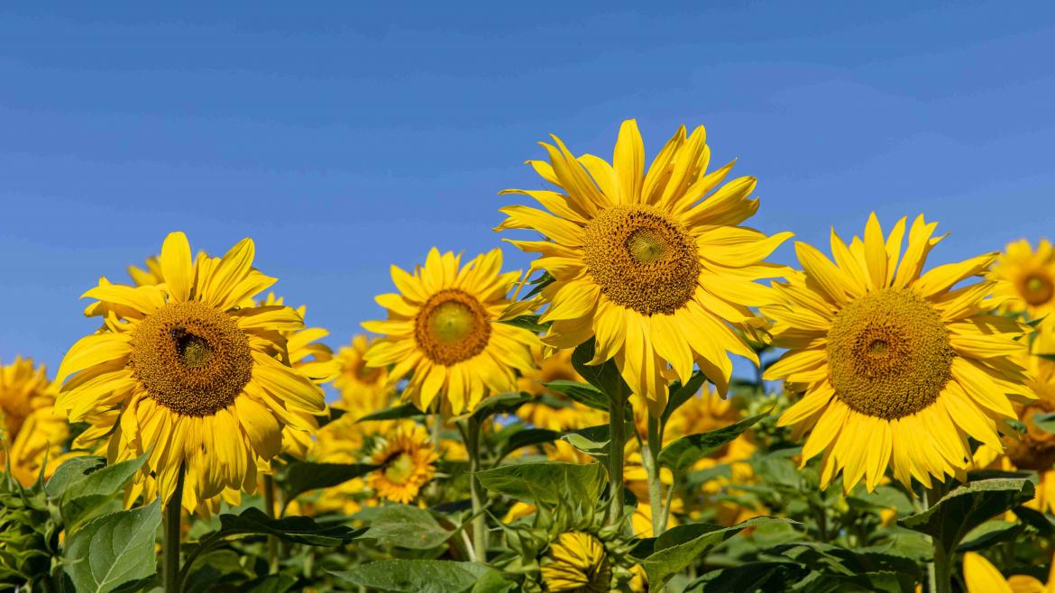 Sonnenblumen