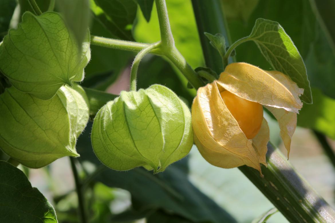 Physalis am Strauch