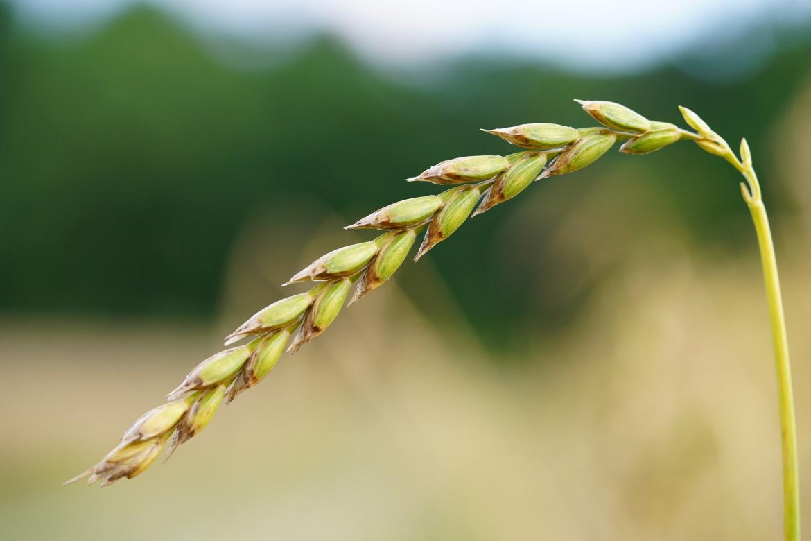 Eine Weizenähre im Wind