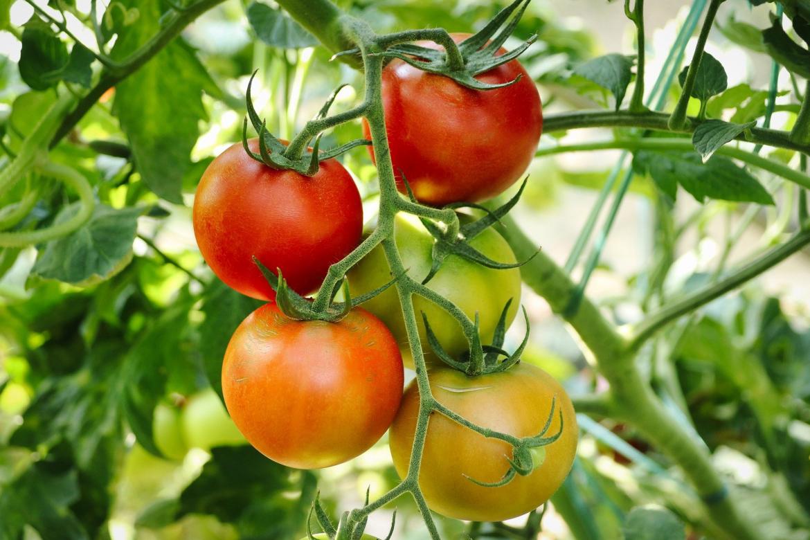 Tomaten aum Strauch (verschiedene Reifegrade)