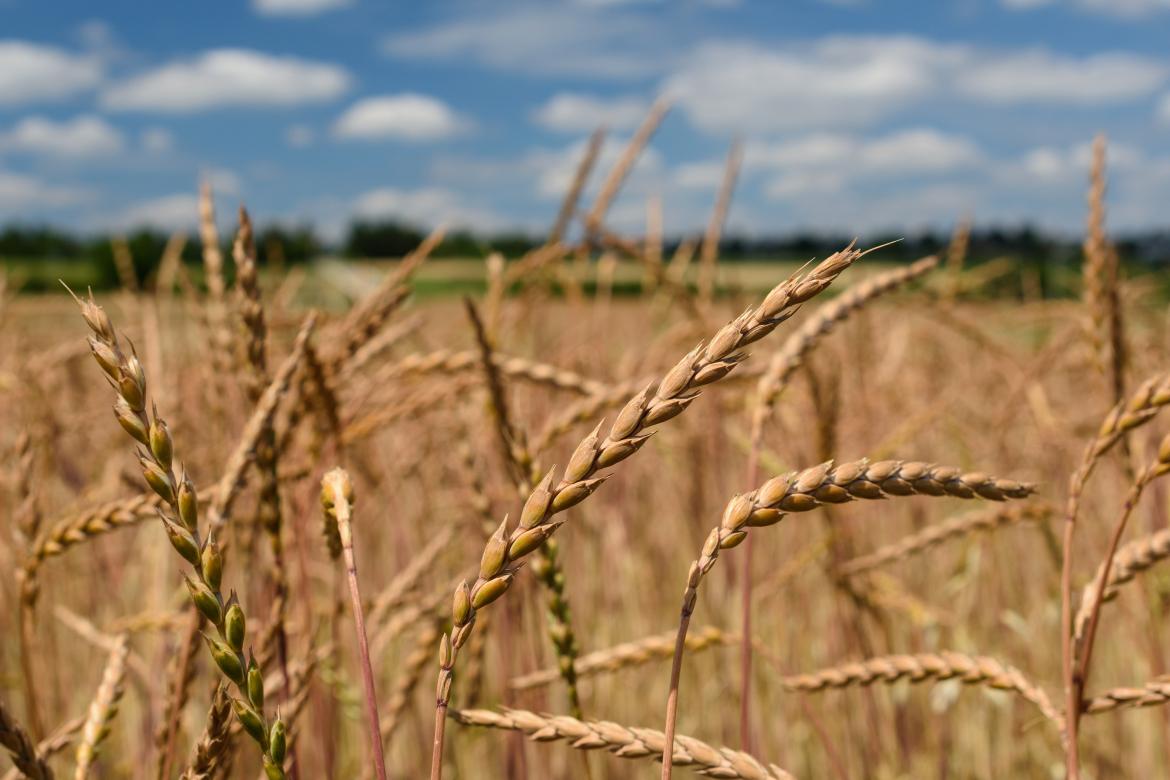 Feld mit gelben Getreideähren