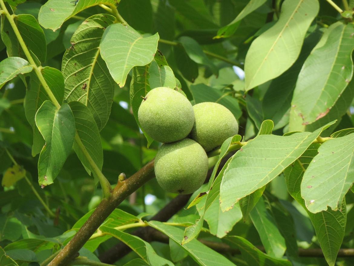 Walnüsse unreif grün am Baum