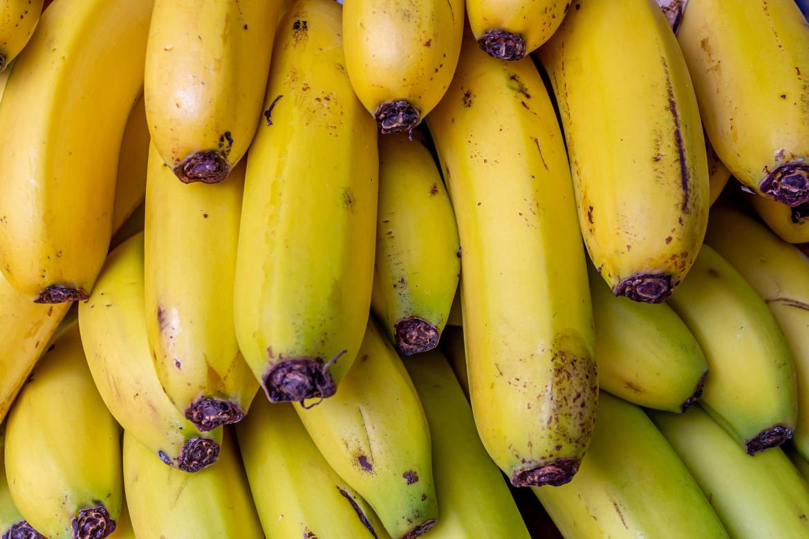Bananenstaude mit vielen gelben Bananen