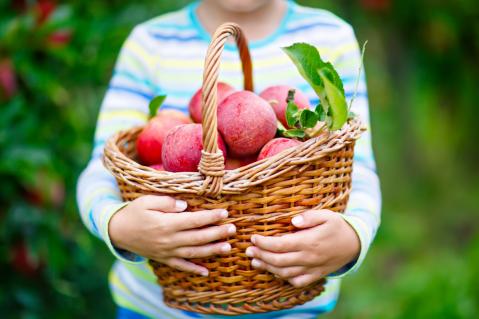 Kind hält Weidekorb mit roten Äpfeln