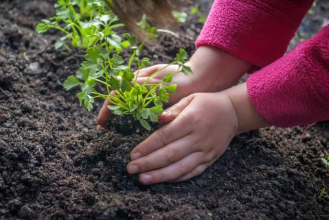 Kinderhände pflanzen Petersilie in ein Beet