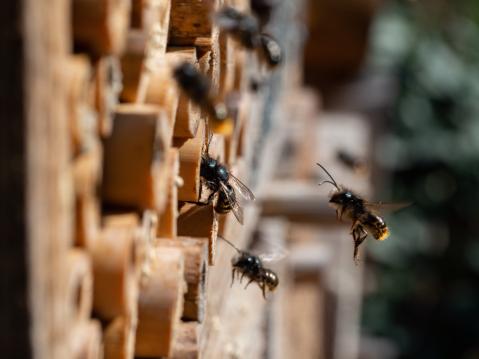 Bienen fliegen zu ihrem Stock