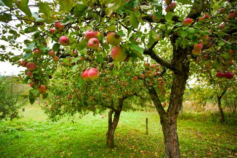 Apfelbäume auf grüner Wiese