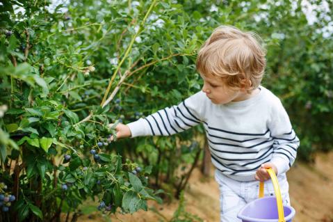 Kindpflückt Heidelbeeren vom Strauch