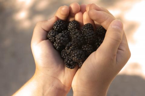 Brombeeren in der Hand, Hand als Herz geformt